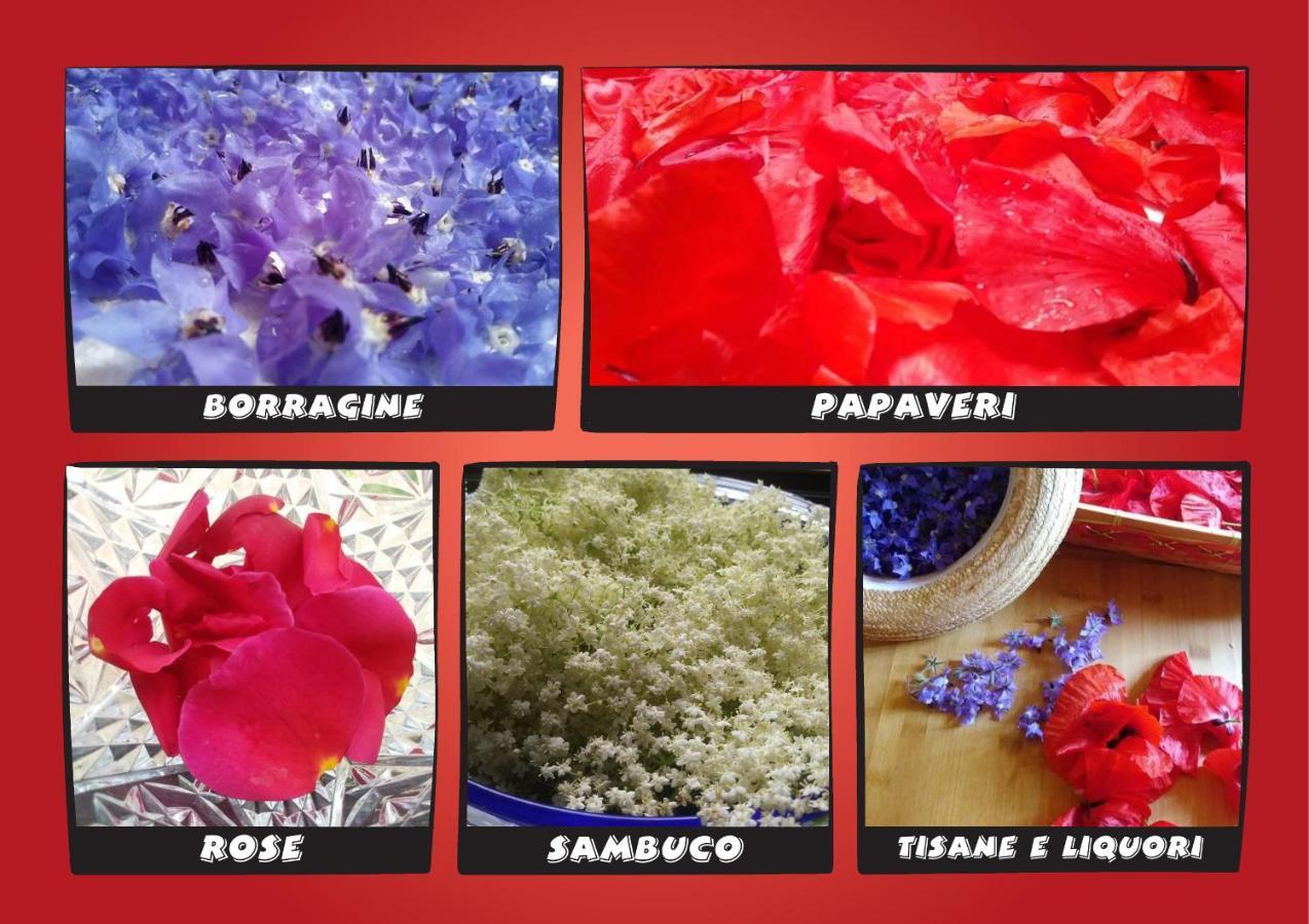 Agriturismo Campo Aperto Belvedere Ostrense 外观 照片