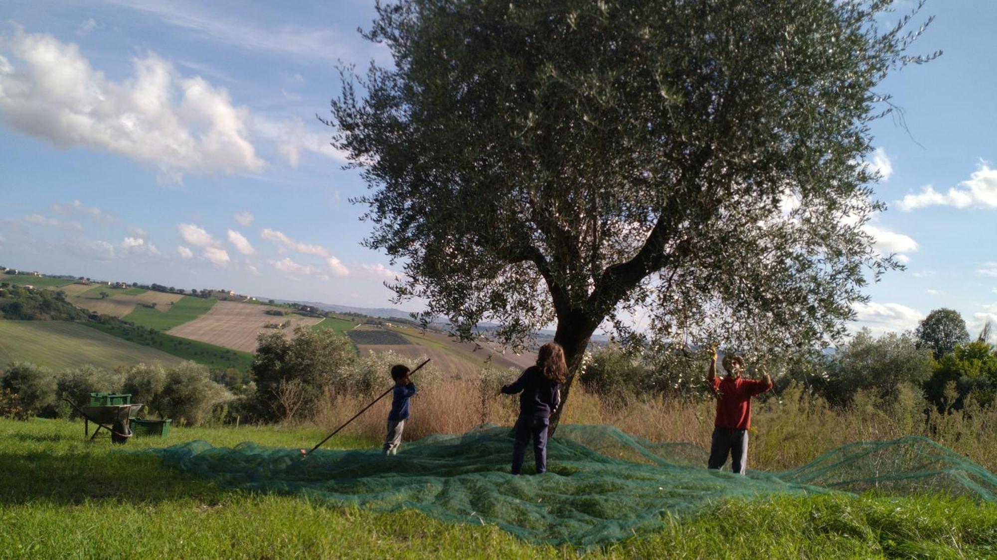 Agriturismo Campo Aperto Belvedere Ostrense 外观 照片